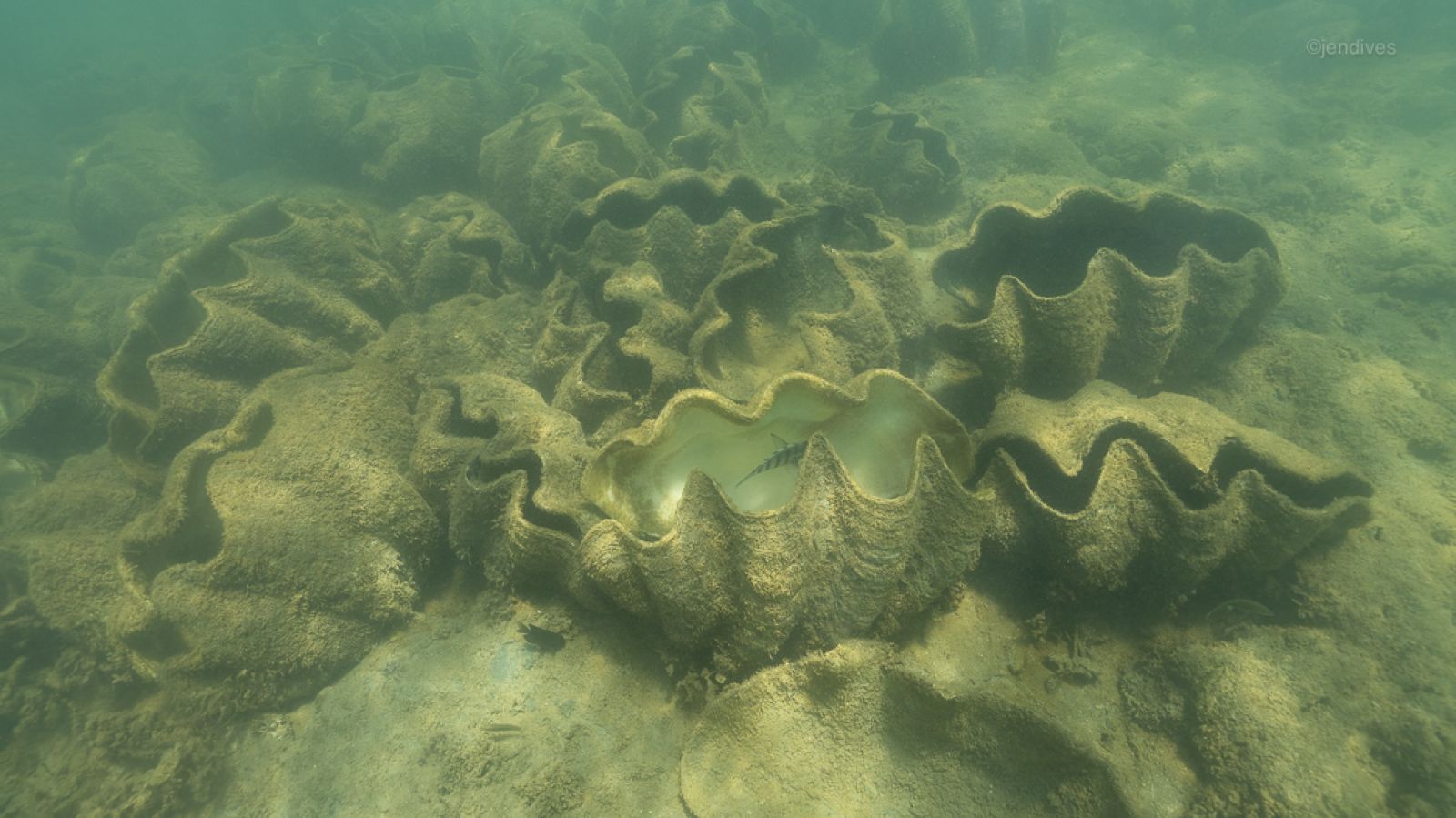 Monsoonal rain has led to a mass die off in the  Giant Clam Garden off James Cook University’s Orpheus Island Research Station. 