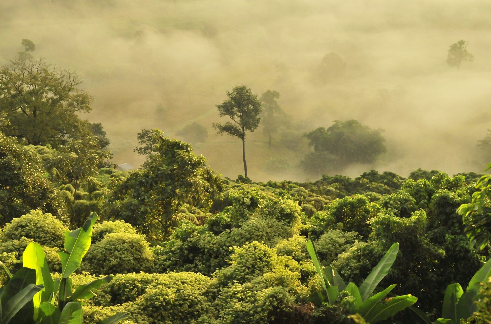 Forest