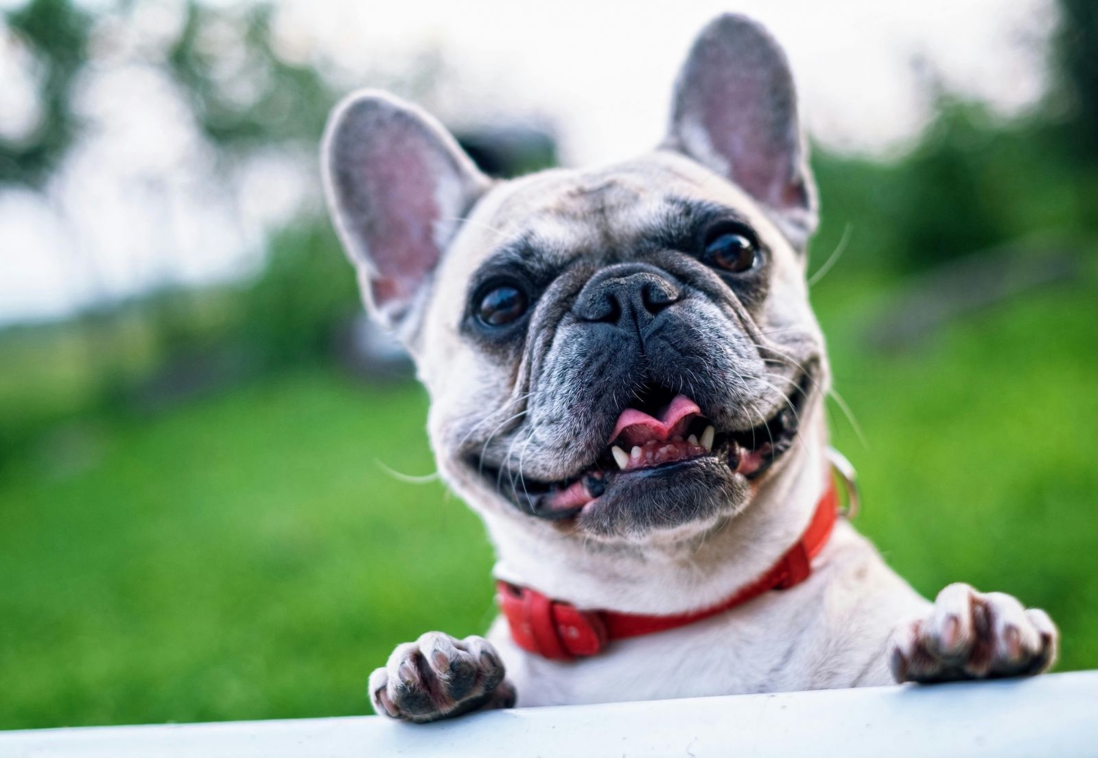 A happy dog