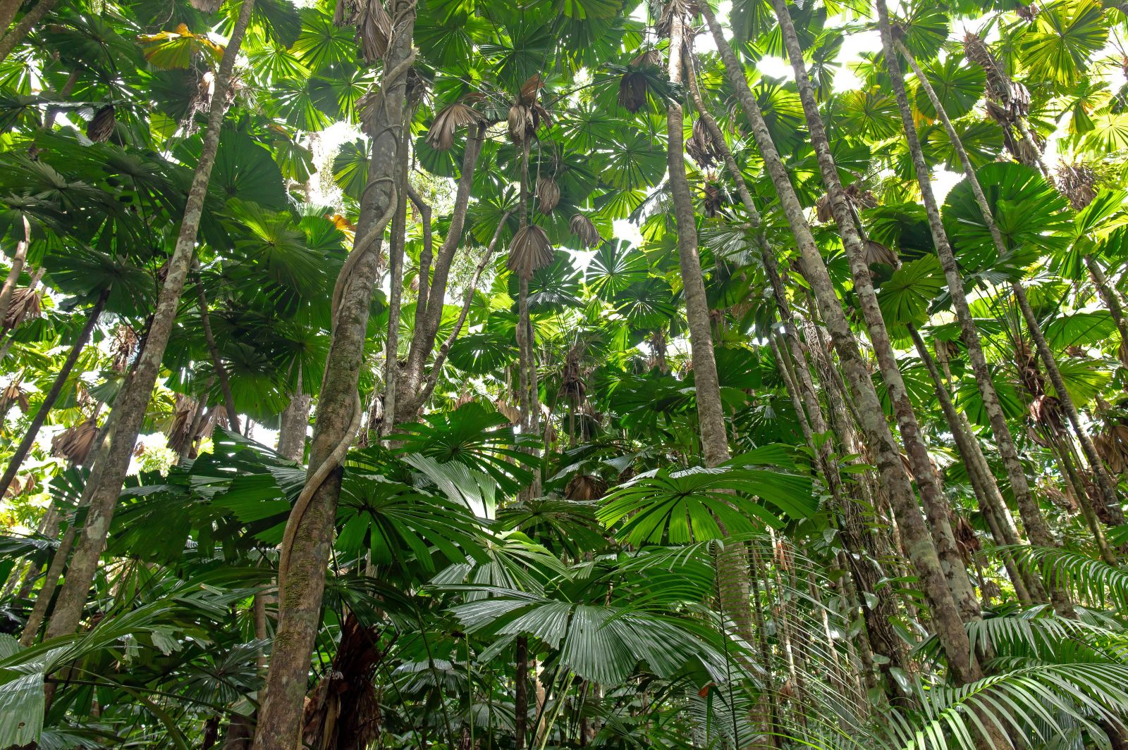Daintree rainforest