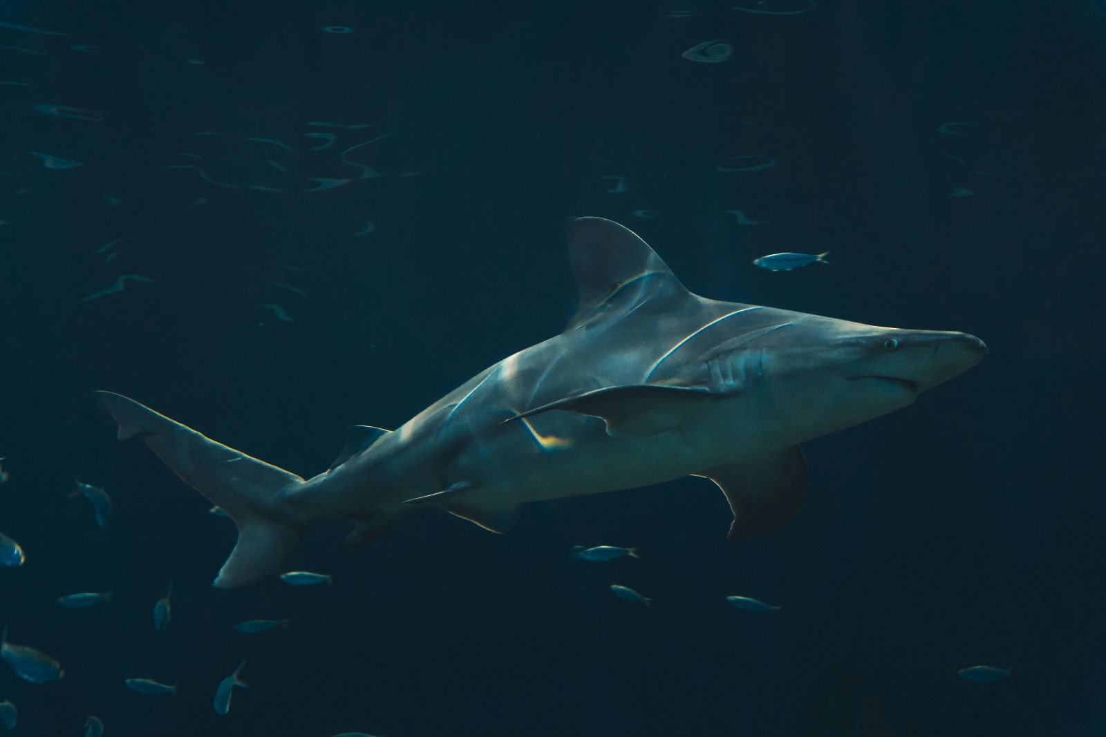 Shark