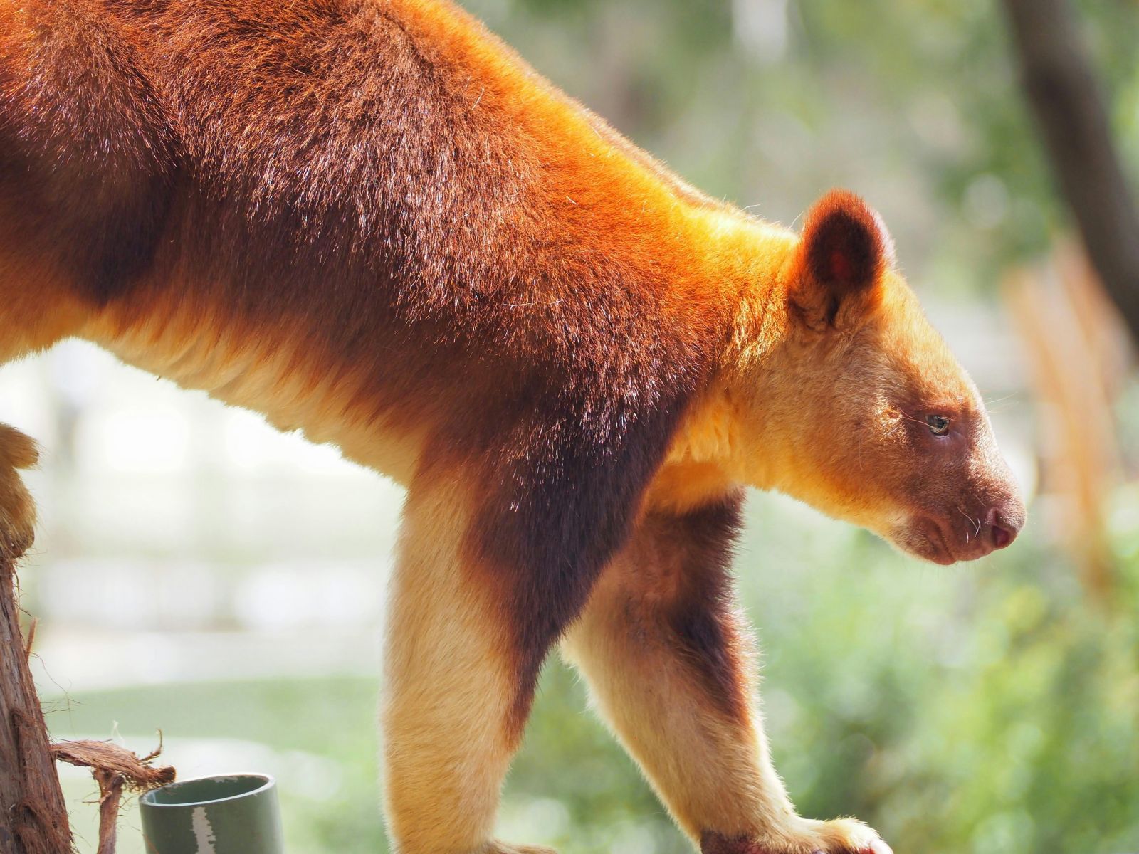 Tree kangaroo