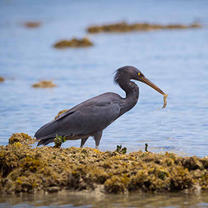 Sea bird
