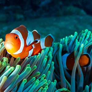 Clown fish