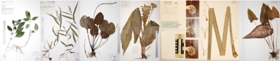 specimen.png