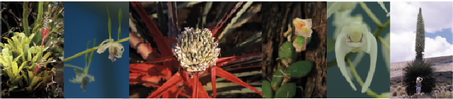 Photos of diverse bromeliads and orchids