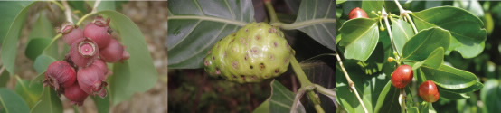 ethnobotany pics.png