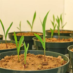 Photo of Circular Economy of Phosphorus and Nitrogen