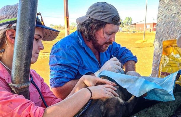 Campbell delivers emergency treatment to a dog. 