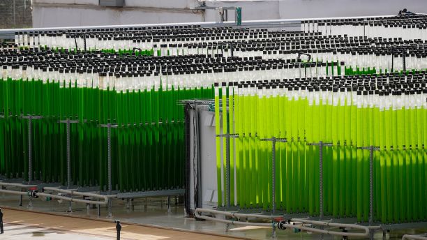 Farm growing algae in tubes