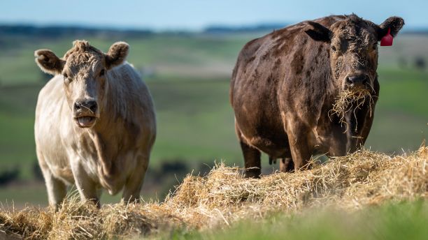 Cattle eating