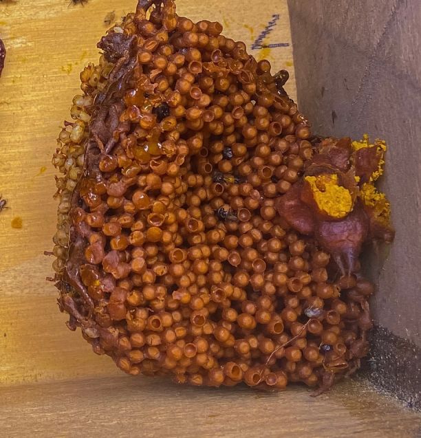 Close up of native bee hive with bees throughout the structure.