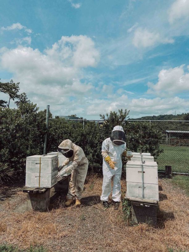 Two people wearing bee suits collecting bees from large white hive boxes.