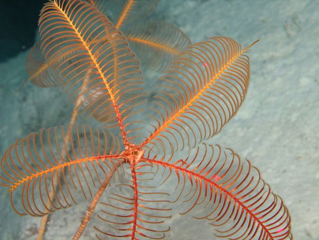 Seastar