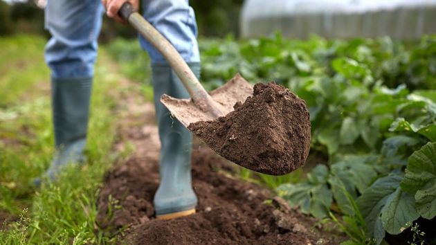 Man digging in a garden bed