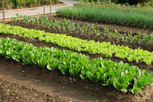 Rows of vegetables
