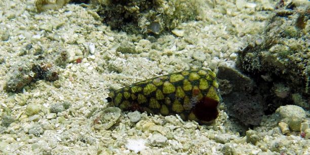 Cone snail half buried in sand
