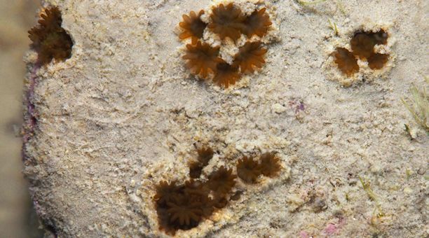 Baby corals in sand