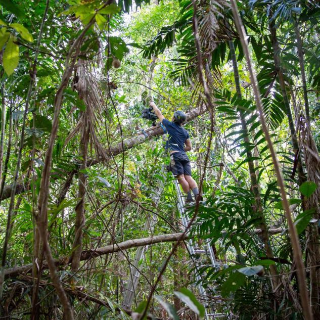 Alex stands on a latter in the forest, holding his camera with one hand and a tree branch for balance with the other. 