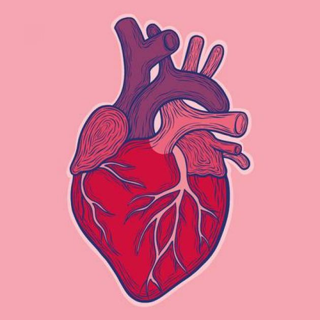 Heart illustration