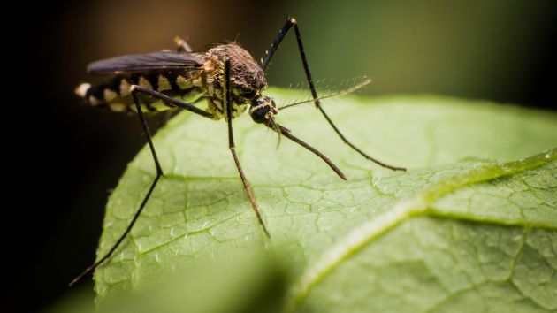 Mosquito on a leaf