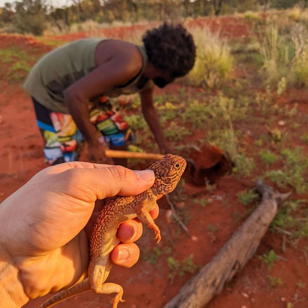 Hand holding lizard in foreground with Aboriginal man tending fire in background