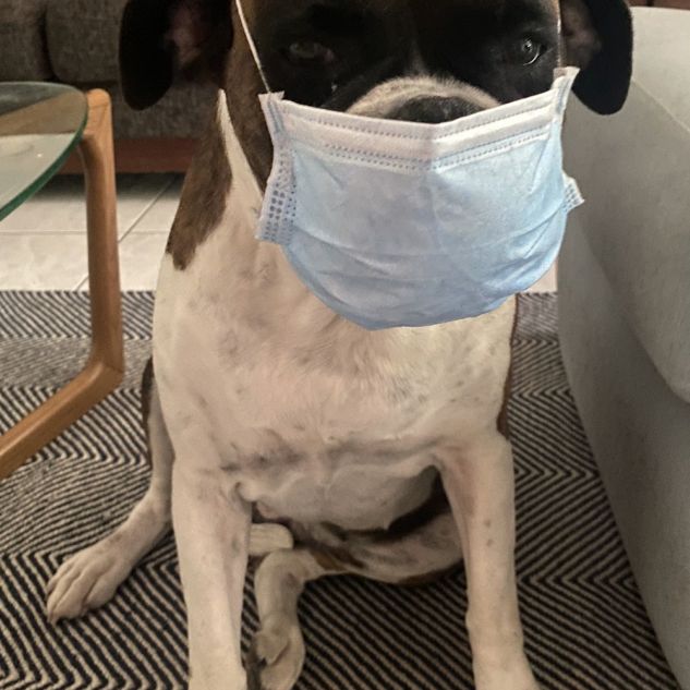 Dog with mask