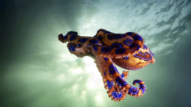 Blue ring octopus