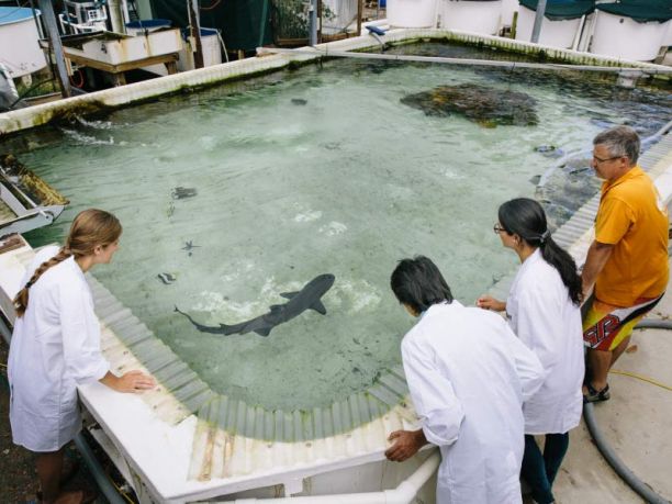 JCU researchers look into a tank