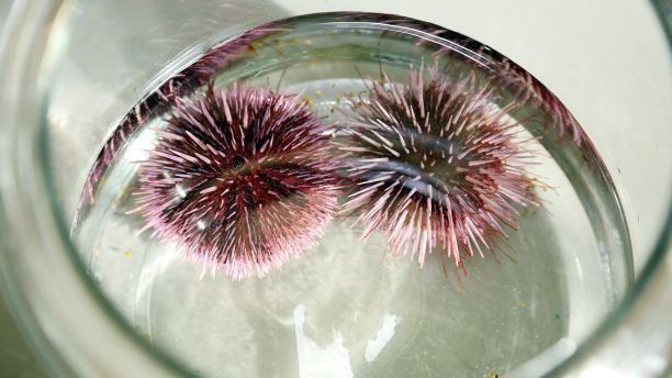 Purple sea urchins