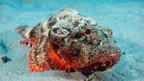 Stonefish