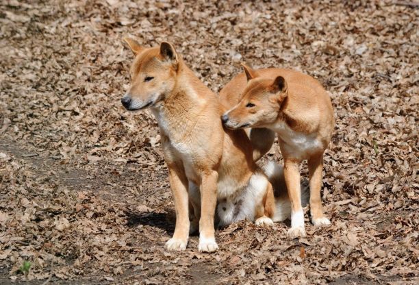 New Guinea Singing Dog. 