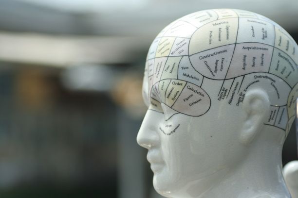 Statue of a head showing phrenology diagram