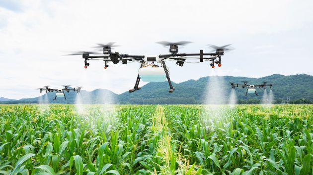 Agriculture drone fly to sprayed fertilizer on the sweet corn fields