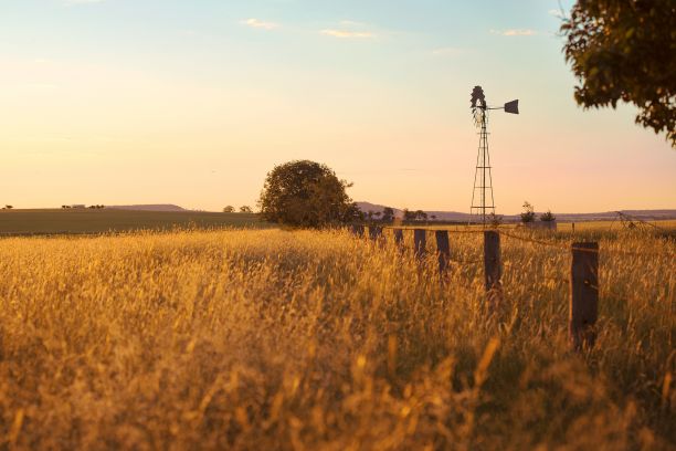 Long yellow grass stalks with a fence in the middle and a windmill in the background. Everything appears gold and orange with the sunset in the background. 