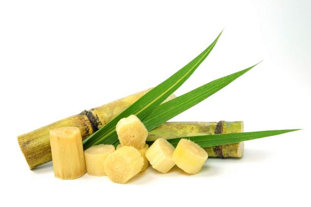 Sugar cane. 