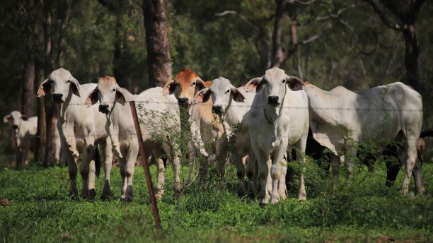 Six white cows behind a barbed wire fence in a green field. 