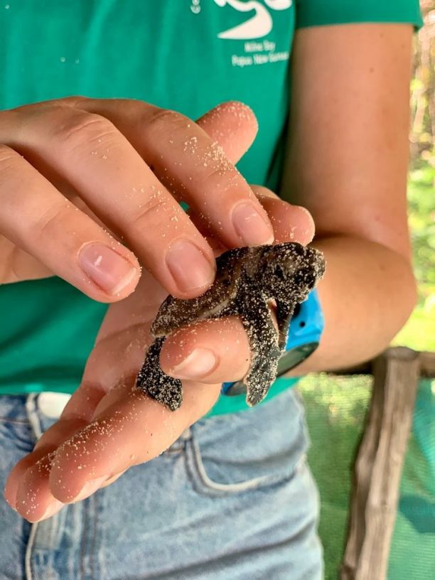 Turtle hatchling. 