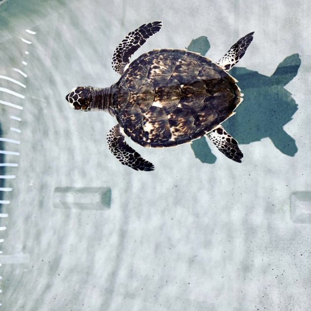 A hawksbill turtle in its tank at The Caraplace 