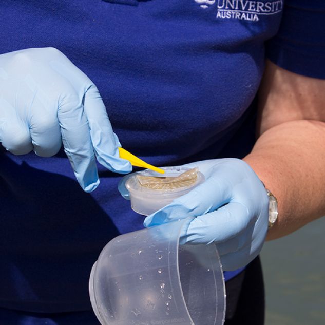 gloved woman holding eDNA sample from Ross Creek, Queensland