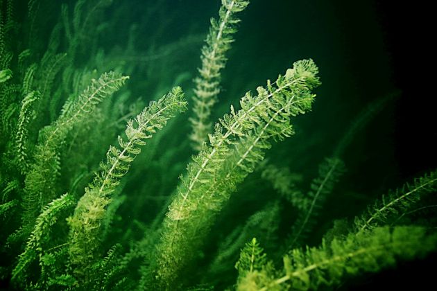 freshwater algae