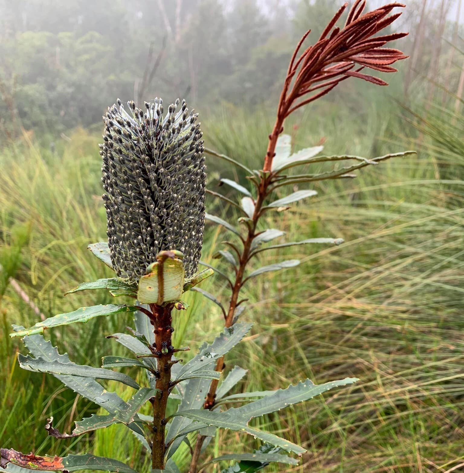 Threatened Species Program
