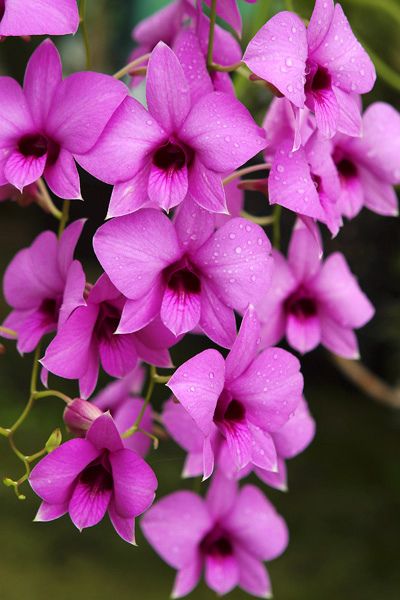 Pink flowers. 