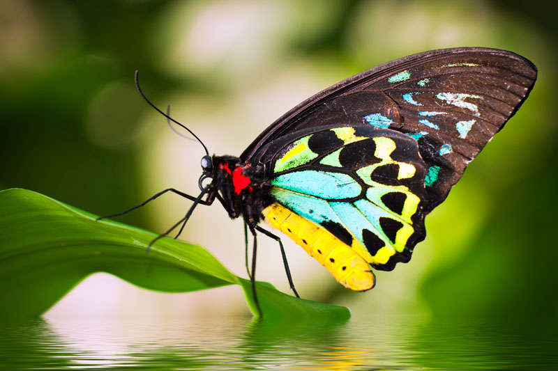 butterfly