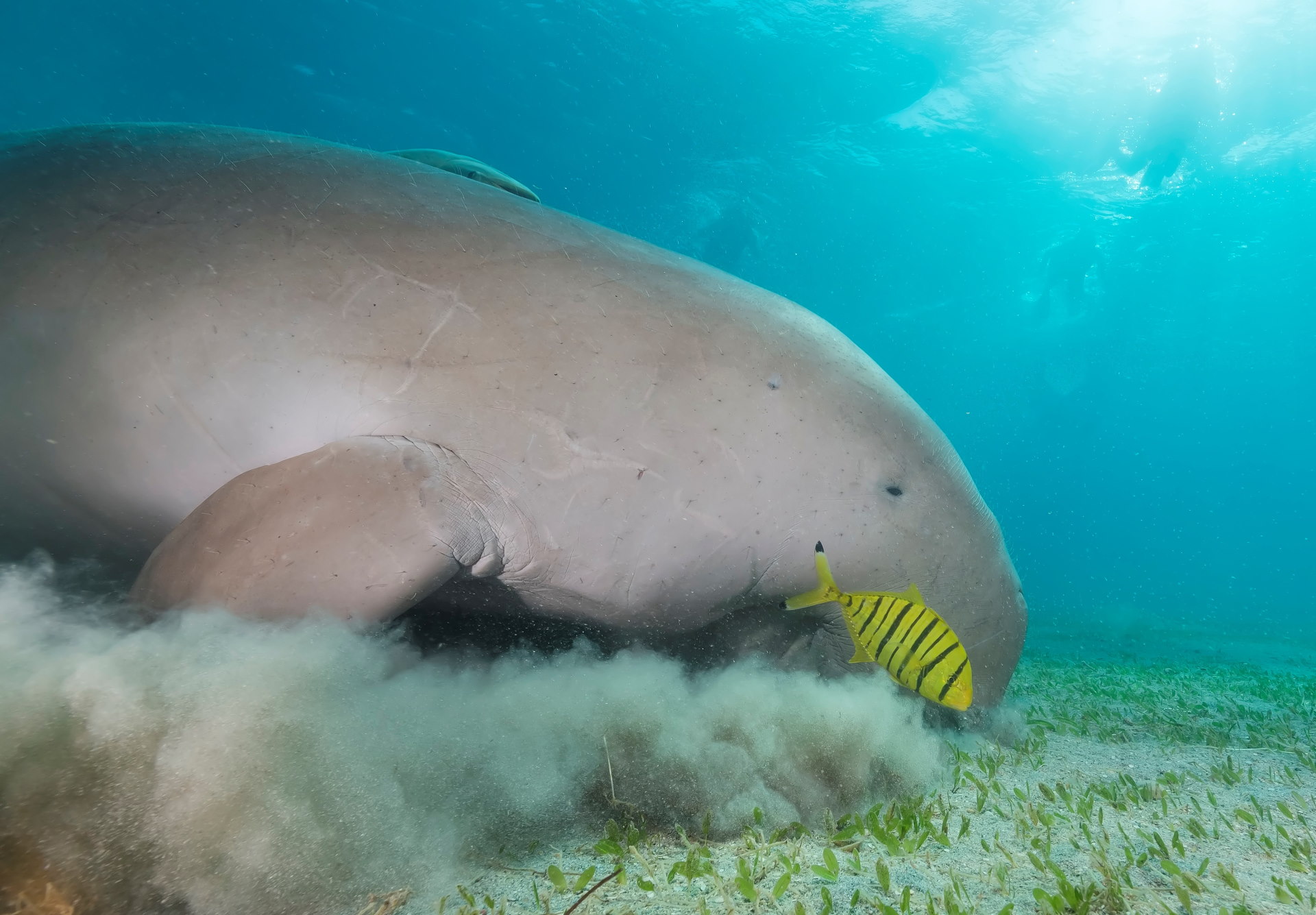 Dugon swimming on the ocean floor. 