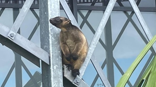 Tree Kangaroo climbing on a building. 