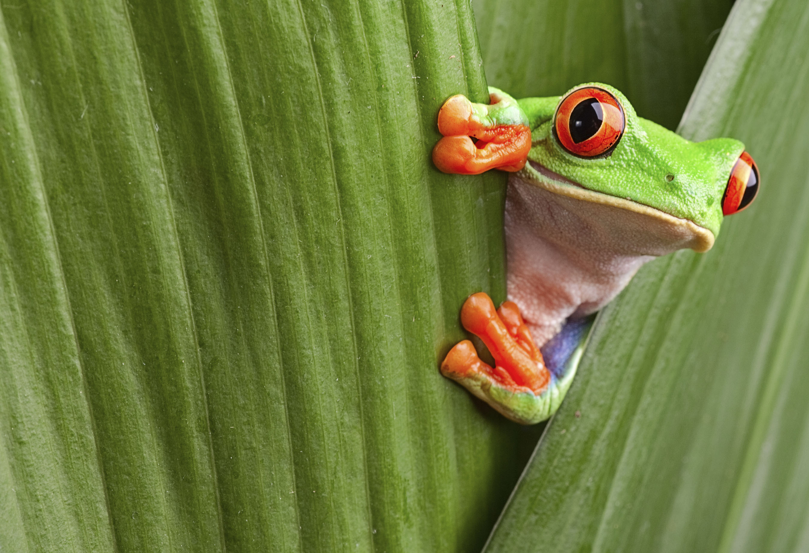 Frog