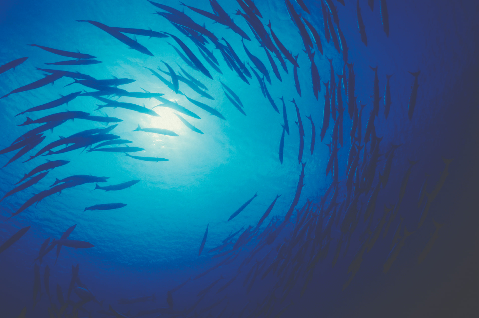 fish circle