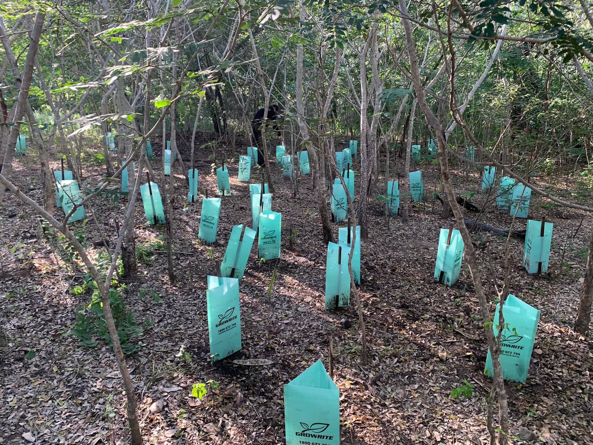 Freshly planted trees. 