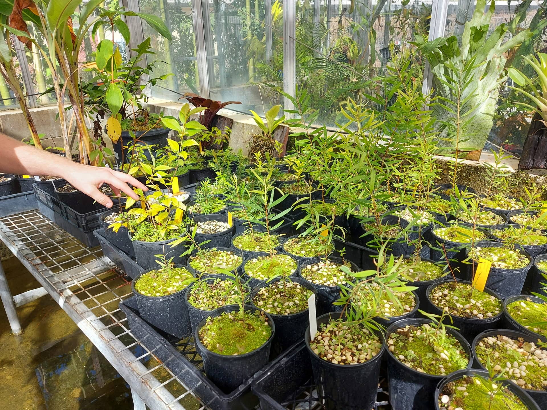 Plants growing at JCU. 